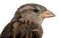 Female House Sparrow, Passer domesticus