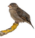 Female House Sparrow, Passer domesticus Royalty Free Stock Photo