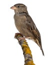 Female House Sparrow, Passer domesticus Royalty Free Stock Photo