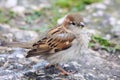 Female House Sparrow (Passer domesticus) Royalty Free Stock Photo