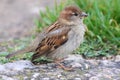 Female House Sparrow (Passer domesticus) Royalty Free Stock Photo