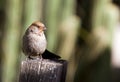 Female House Sparrow (Passer Domesticus)