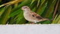 a female house sparrow (Passer domesticus) eating grains on a wall. Cinematic close up. Uttarakhand India