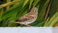 A female house sparrow (Passer domesticus) eating grains on a wall. Cinematic close up. Uttarakhand India