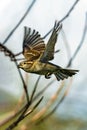 Female house sparrow passer domesticus Royalty Free Stock Photo