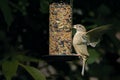 A female house sparrow passer domesticus with a seed in her mo Royalty Free Stock Photo