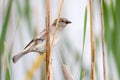 Female House Sparrow Royalty Free Stock Photo
