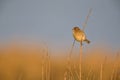 A female House sparrow Passer domesticus perched on a reed branch in the golden morning sun.