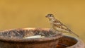Female House Sparrow perching on round clay tray Royalty Free Stock Photo