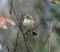 Female House Sparrow Perching Among Twigs