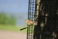 Sparrow in Seneca Park