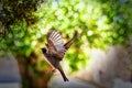 Female House Sparrow spreading her wings and flying