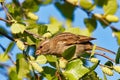Female House Sparrow in a Tree Royalty Free Stock Photo