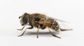 Female hoverfly Helophilus pendulus Royalty Free Stock Photo