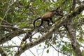 Female howler monkey with her young in the trees of Costa Rica Royalty Free Stock Photo