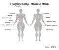 Female Human Body Muscle map Royalty Free Stock Photo