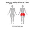 Female Human Body - Muscle map, Gluteus Maximus