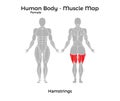 Female Human Body - Muscle map, Hamstrings Royalty Free Stock Photo