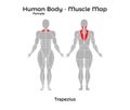 Female Human Body - Muscle map, Trapezius