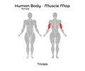 Female Human Body - Muscle map, Triceps