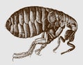 Female human flea pulex irritans side view Royalty Free Stock Photo