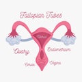 Female human reproductive system anatomy scheme