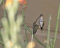 Female hummingbird feeds newly fledged baby