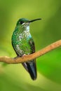 Female of hummingbird Green-crowned Brilliant, Heliodoxa jacula, RBBN Monteverde Costa Rica. Green bird in the tropic forest. Royalty Free Stock Photo