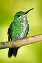 Female of hummingbird Green-crowned Brilliant, Heliodoxa jacula, RBBN Monteverde Costa Rica Royalty Free Stock Photo