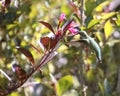 Archilochus Colubris Ruby-Throated Hummingbird At Weigela