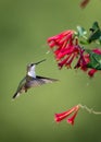 Female hummingbird hovers near red honeysuckle plant