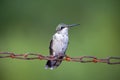 Female Hummingbird Sitting