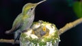 Female hummingbird standing on her nest rim and feeding her babies