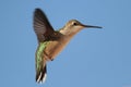 Female Hummingbird