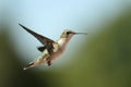 Female Hummingbird