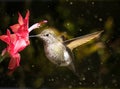 Female hummingbird visits flower in snow storm