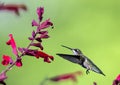 Female Hummingbird with wings spread hovers near pink honeysuckle plant