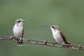 Female Hummingbirds