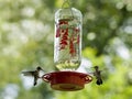 Female hummingbirds at feeder