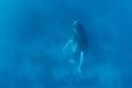 Female Humpback Whale Sleeping Vertically in Blue Water