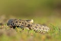 Female hungarian meadow adder basking in the grass