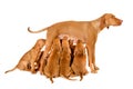 Female Hungarian Pointer (vizsla) with her puppies