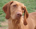 Female Hungarian Vizsla portrait