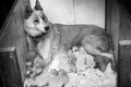 Female husky dog and family Royalty Free Stock Photo