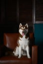 Female husky dog sit on a leather brown couch in a studio or office Royalty Free Stock Photo