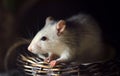 A female husky rat sitting in a basket on black background Royalty Free Stock Photo