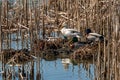 Female hybrid mallard duck, standing on nest with discarded fishing rod