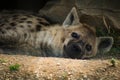 Hyena resting under a shaded rock on a hot summer day.