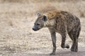 Female hyena walking along farm road