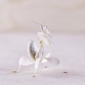 Female hymenopus coronatus also known as Malaysian orchid mantis, in front of white background Royalty Free Stock Photo